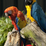 scarlet main image   also blue gold macaws Andrew Stephenson22