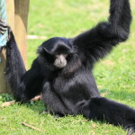 siamangs fiona(2)
