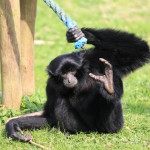 siamangs fiona(5)