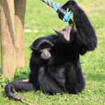 siamangs fiona(6)