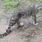 snow leopard  (2)