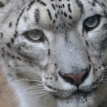 snow leopard  MAIN