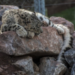 snow leopard9