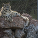 snow leopardm