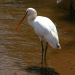 spoonbill (1)