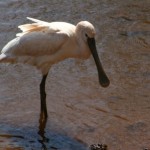spoonbill