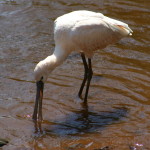 spoonbill (2)