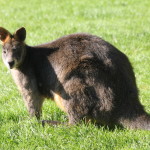 swamp wallaby alt