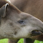 tapir MAIN
