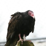 turkey vulture 2