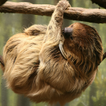 two toed sloth