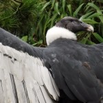 Andean Condor slide
