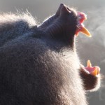 Baboon primate slide