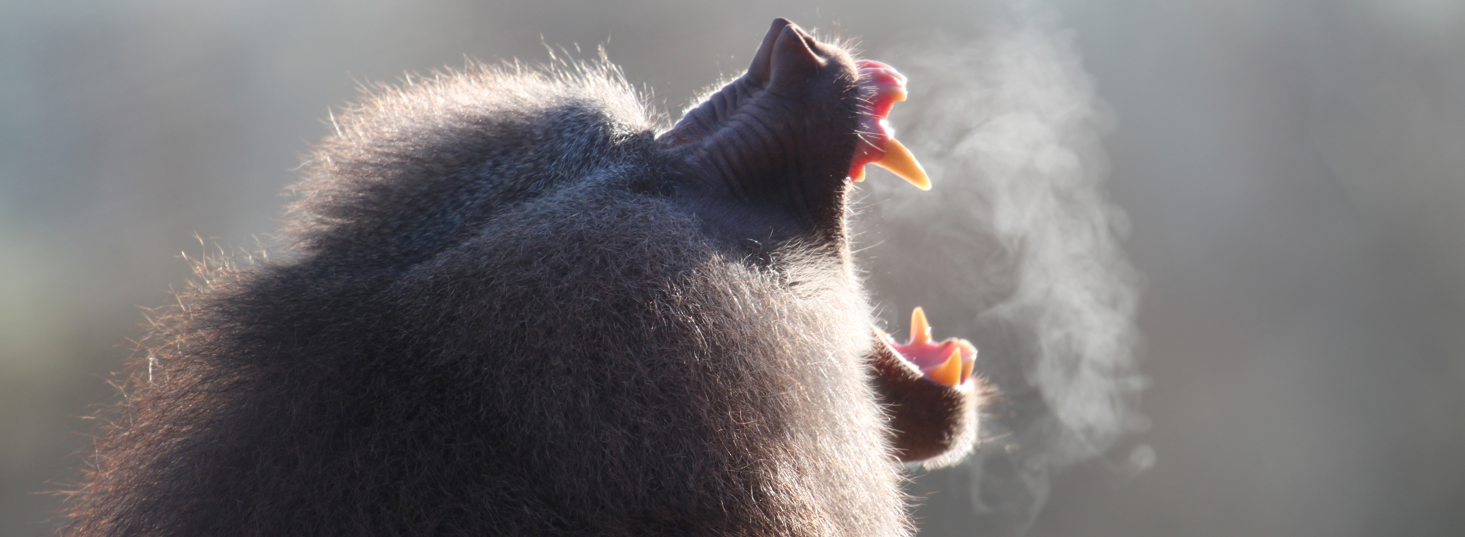 Baboon-primate-slide