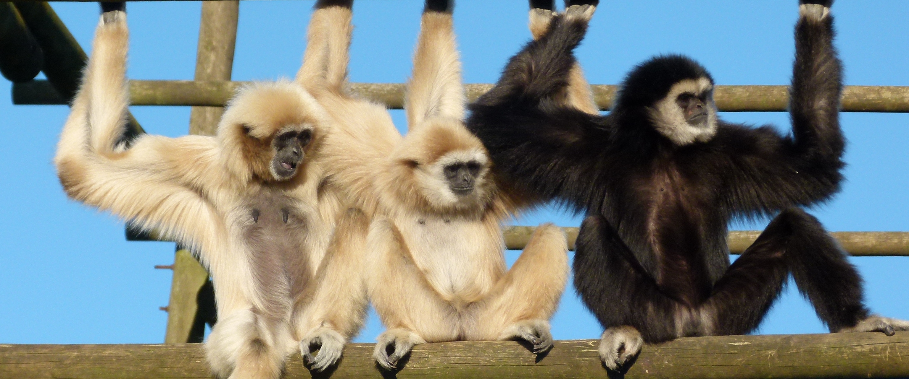 Gibbon-MAIN-2-cropped1