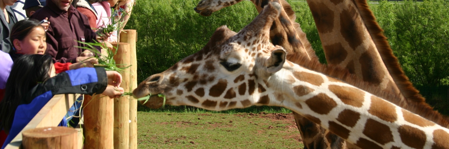 Giraffe-Group-36-slide