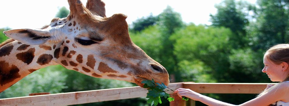 Hand-feed-giraffes-every-day-950-by-350-pixels