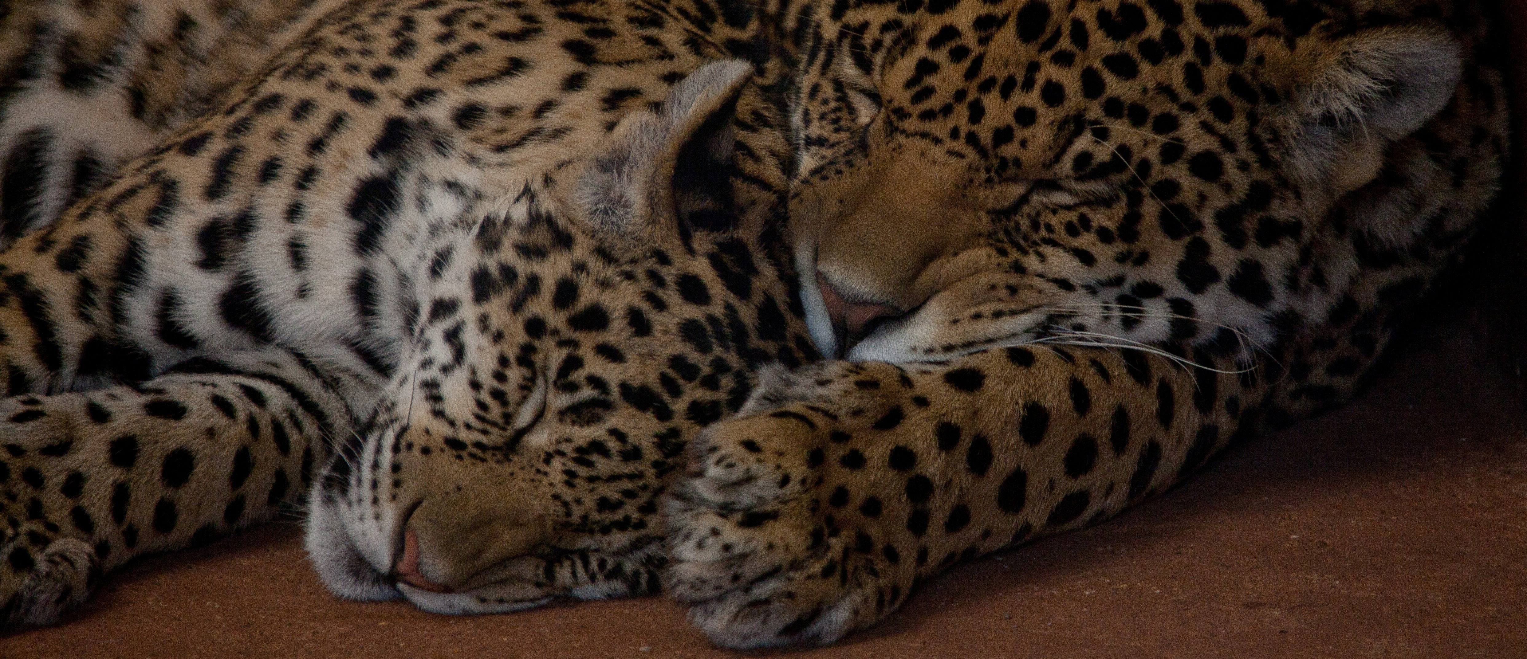Jaguar-14-slider