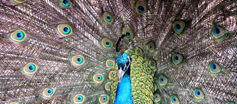 Kirsty-Rawden-peacock-slide