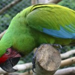 MILITARY MACAW cropped