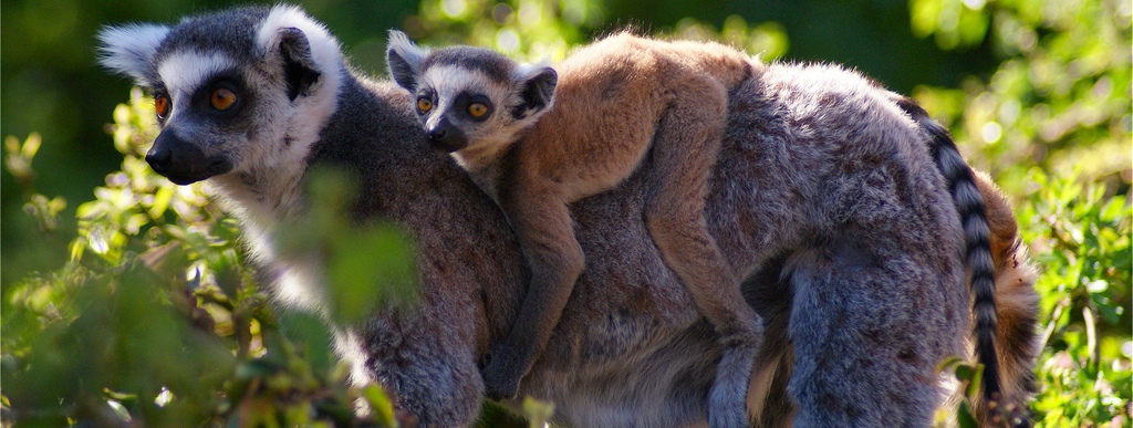 Ring-Tailed-Lemurs-slide