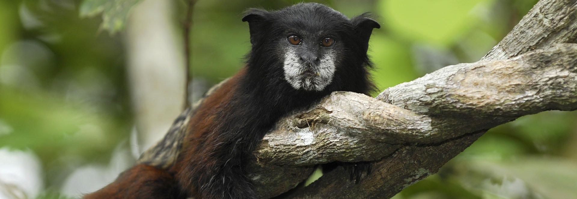 SaddleBack_Tamarin_Pacaya_Samiria_National_Park_Peru-crop