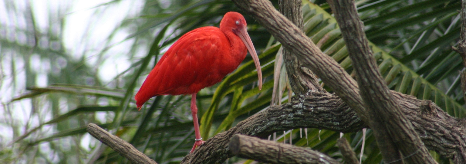 Scarlet-Ibis-crop1