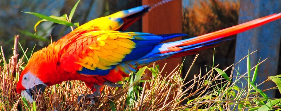 Scarlet-Macaw-crop