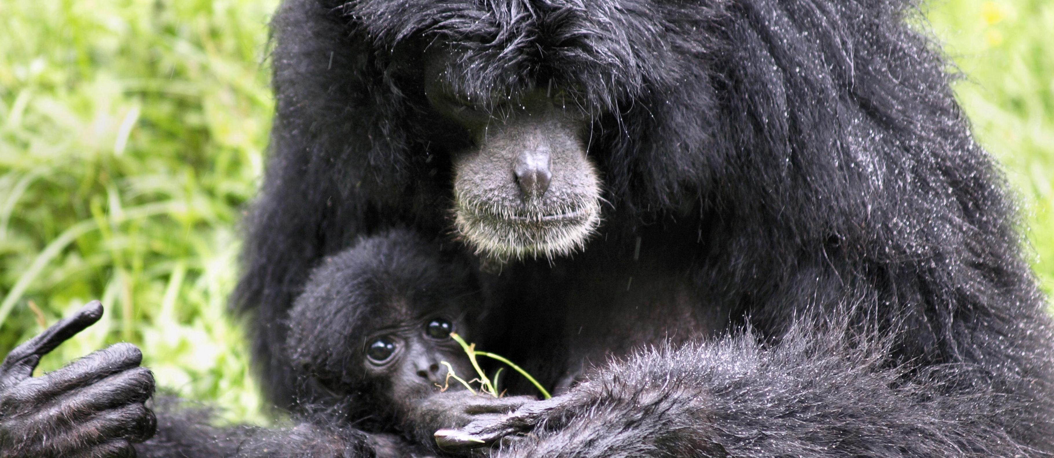 Siamang-michelle-booth-2-MAIN-cropped1
