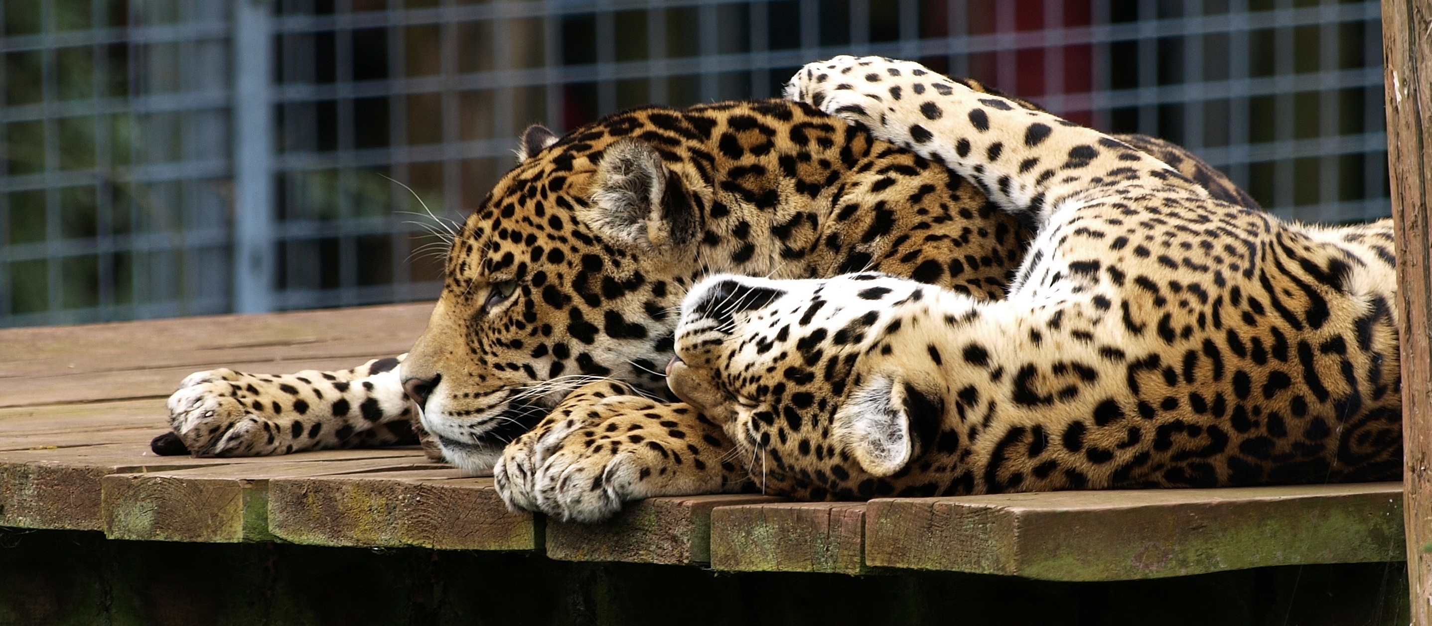 Susan-Jamieson-jags-slide