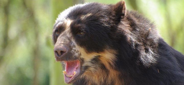 bear-mark-crop