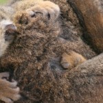 brown lemur fiona slider
