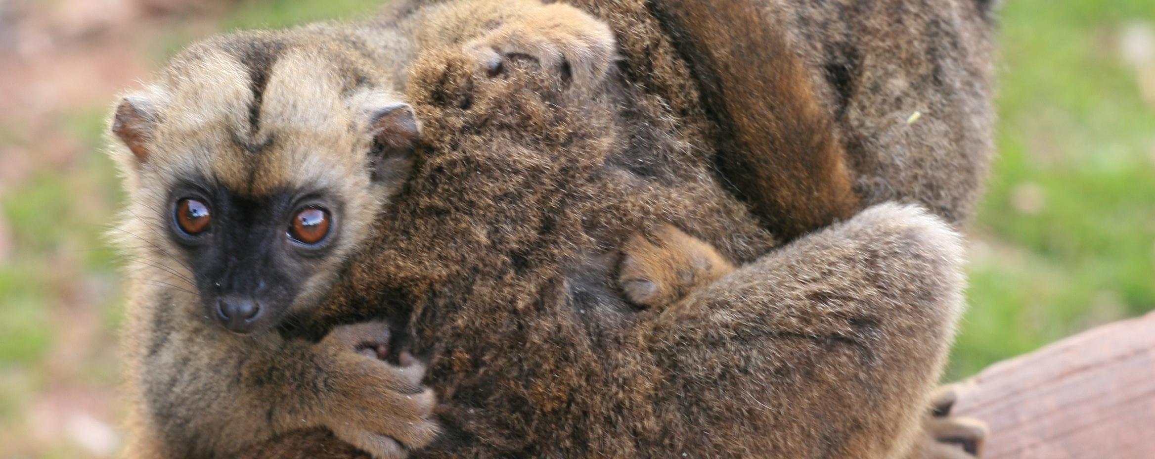 brown-lemur-fiona-slider