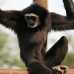 gibbon fiona  slide