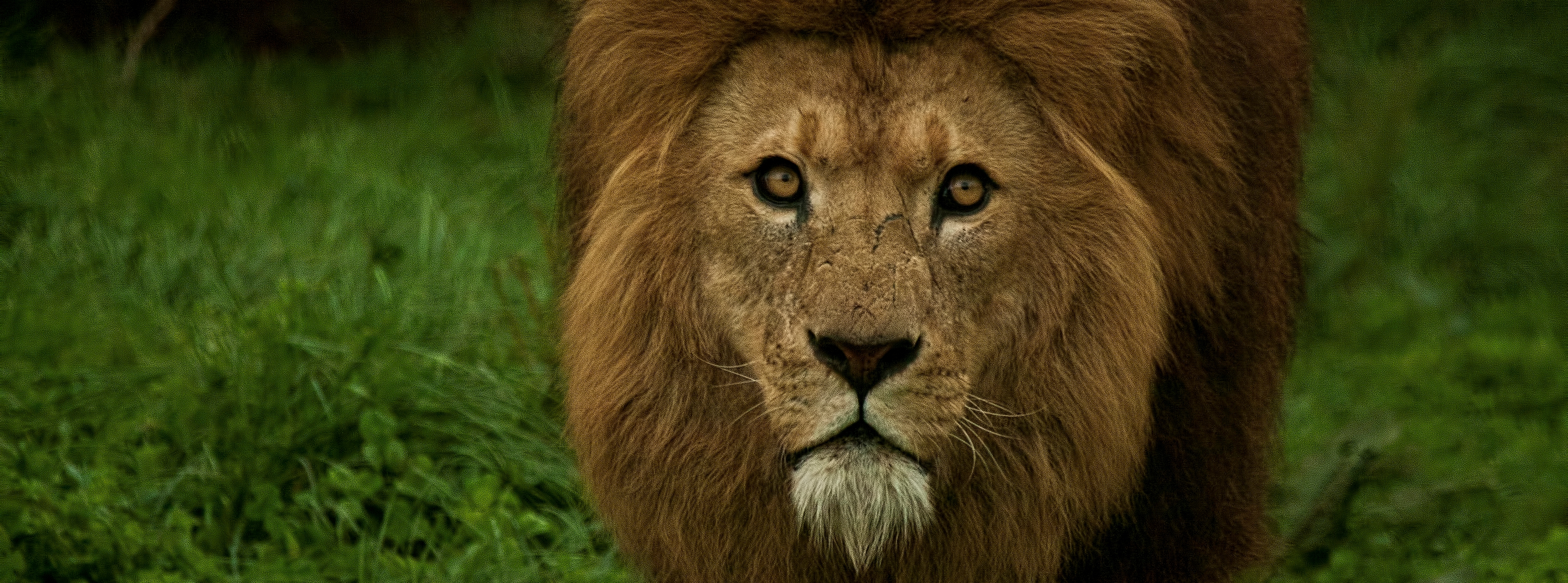lion-Andrew-Stephenson-crop