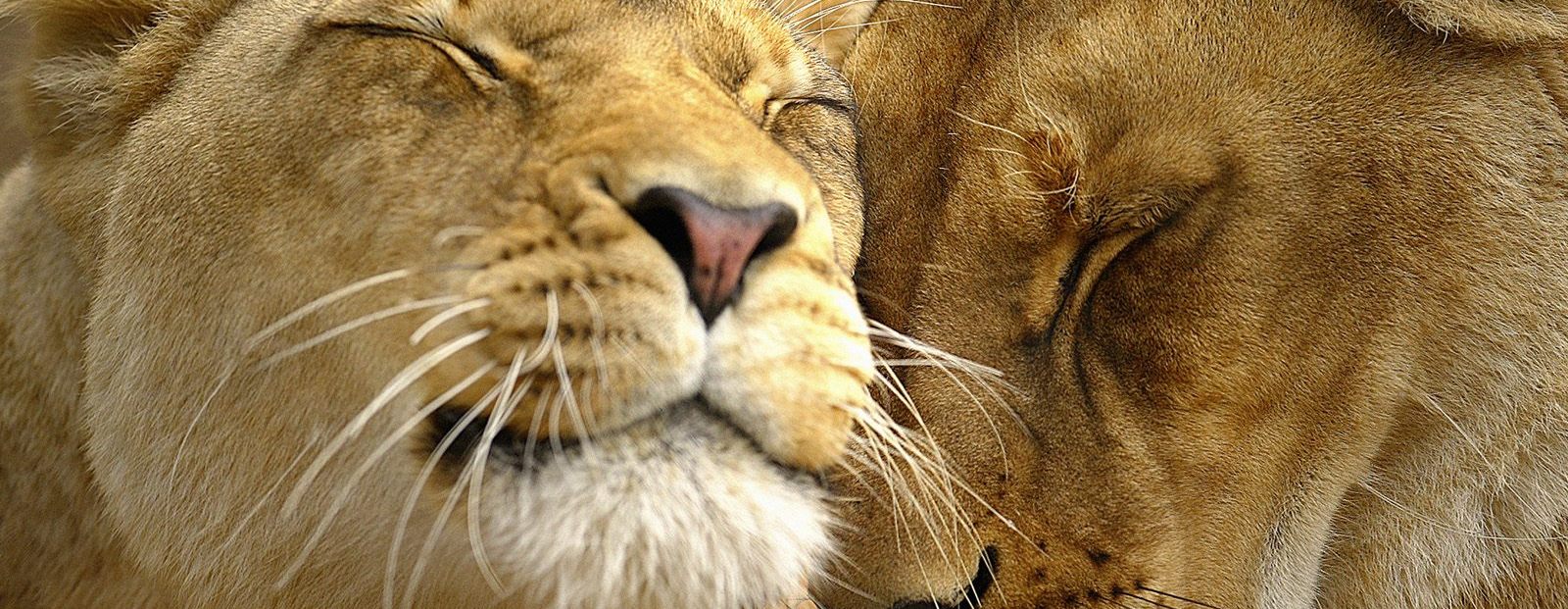 lion-photo-com-slide
