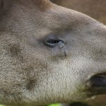 tapir MAIN cropped