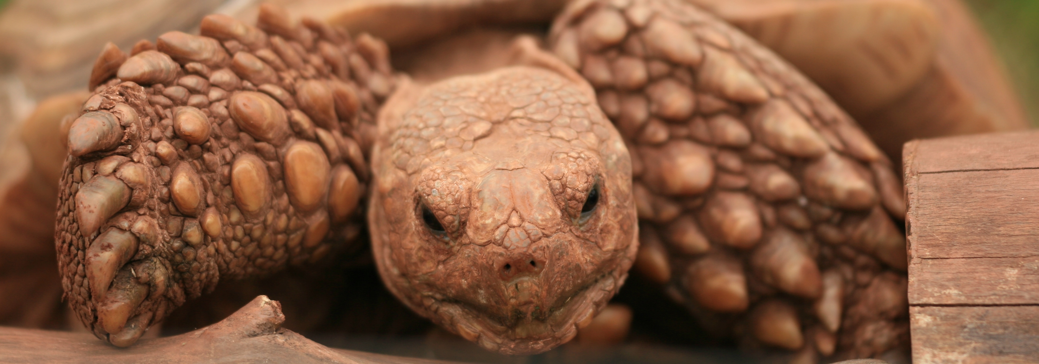 African-tortoise-fiona-slide