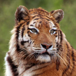Amur tiger (3)