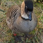 Amy Ditchfield duck