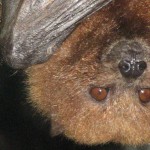BAT Emma Medd (3) slide