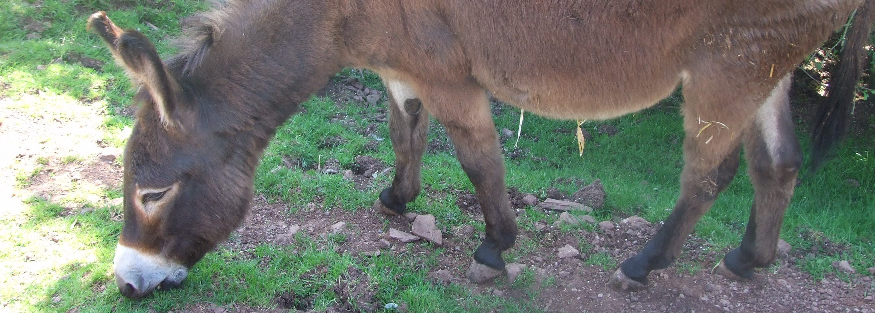 Donkeys005-slide