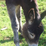 Donkeys010