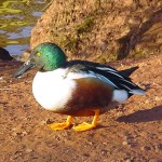 Ducks 04.12.03 02 001