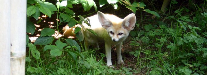 Fennec-Fox-karen-larkin-slide