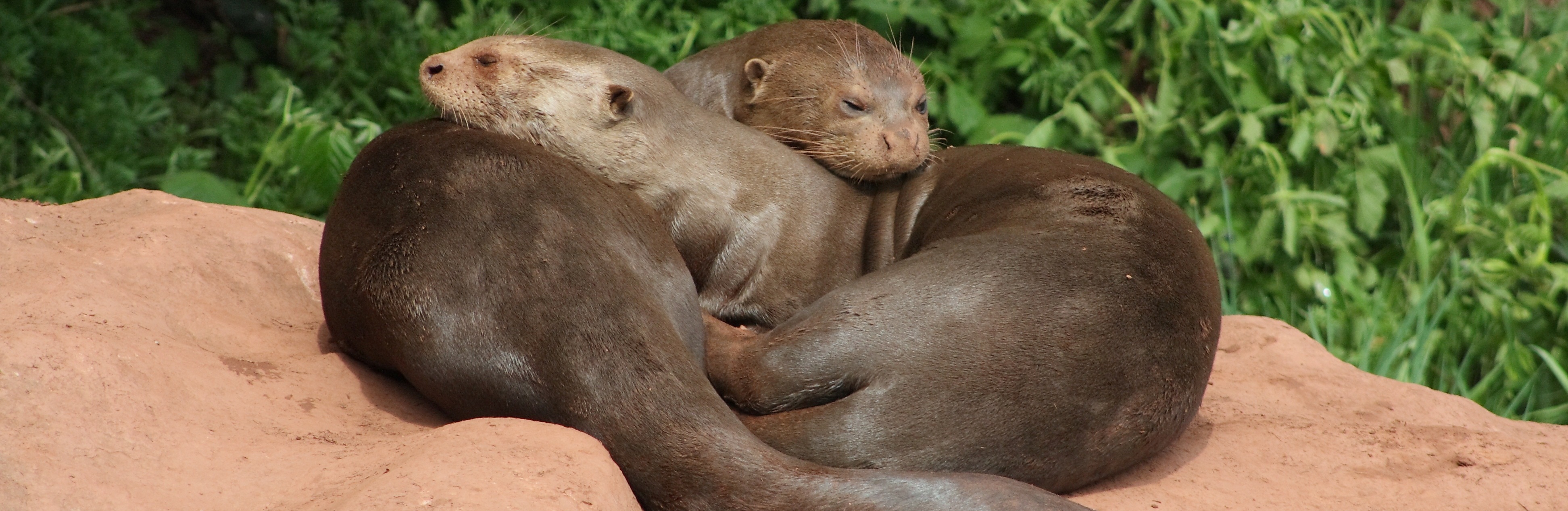Giant-Otter-slide