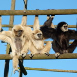 Gibbon MAIN 2 -
