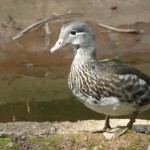 Josh McGowan duck
