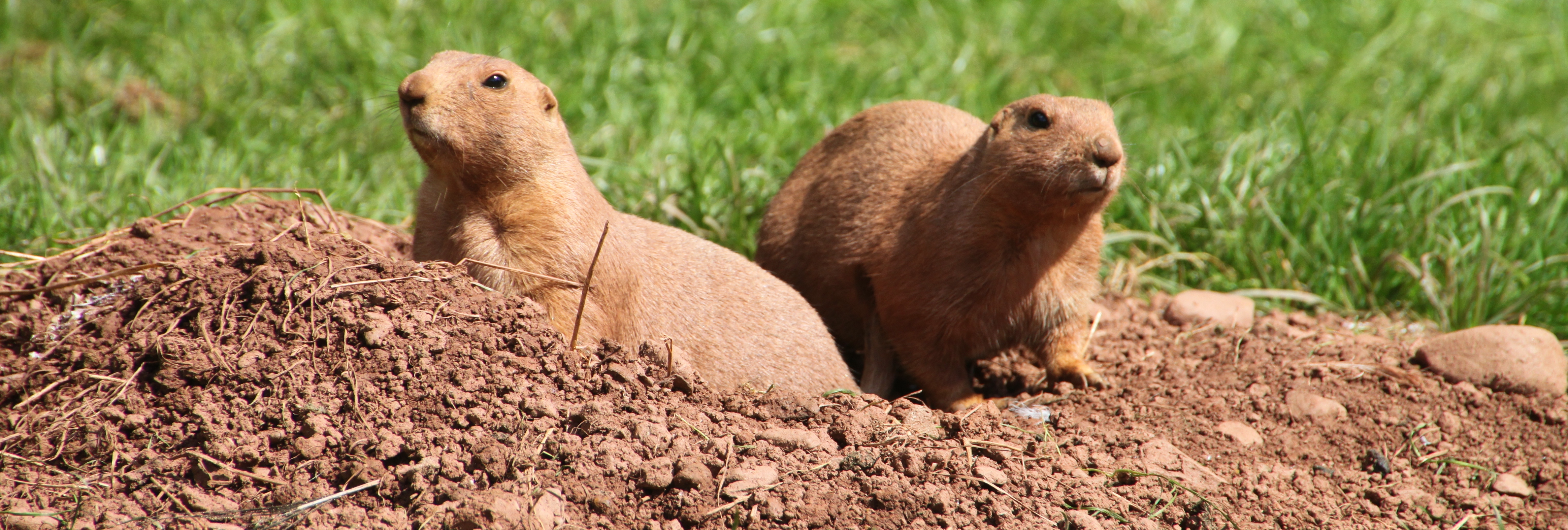 Marmot-3-slide