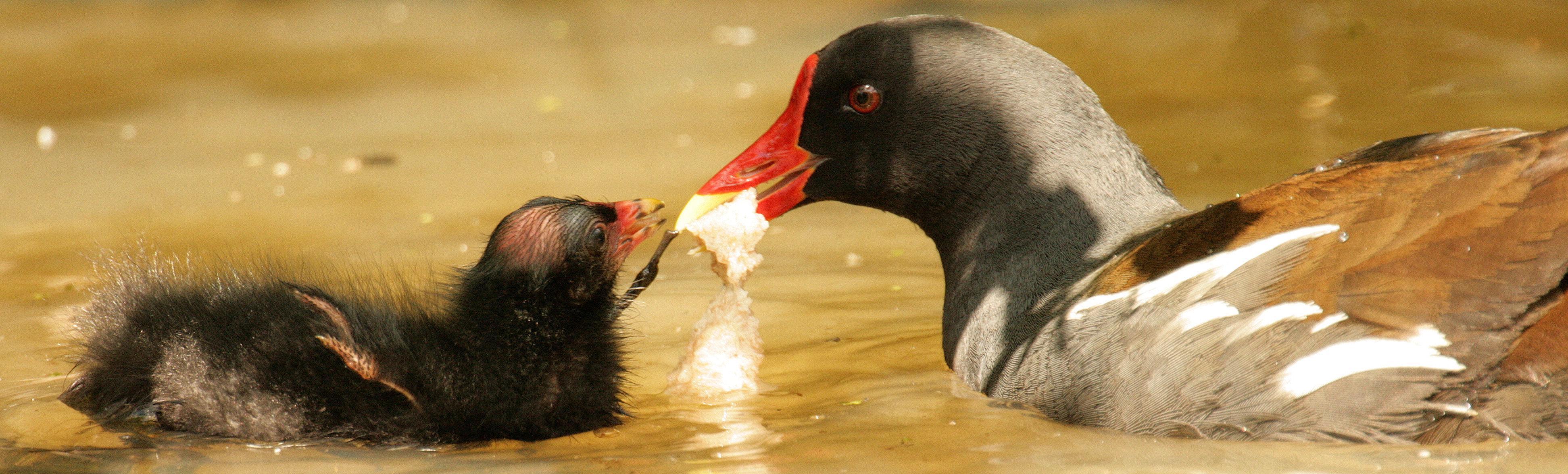 Mr-C.Beever-duck-slider